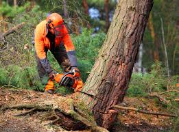 Best Arborist Consultation Services  in Muniz, TX